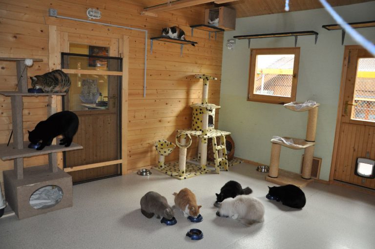 Besonderheiten – Katzenpension-Apollo